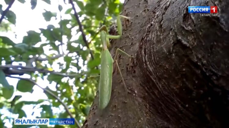 Елдан-ел безнең киңлектә климат үзгәрә