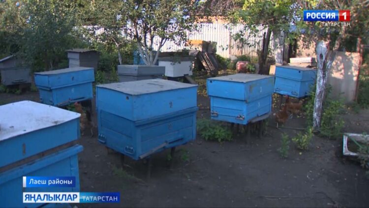 Татарстанның сигез районында – бал кортларының күпләп үлә