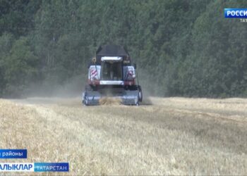 Район кырларында уракның иң кызган чагы