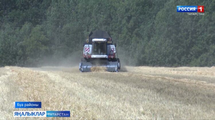 Район кырларында уракның иң кызган чагы