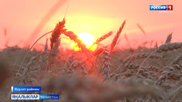 «Авыл сулышы» сәхифәсе