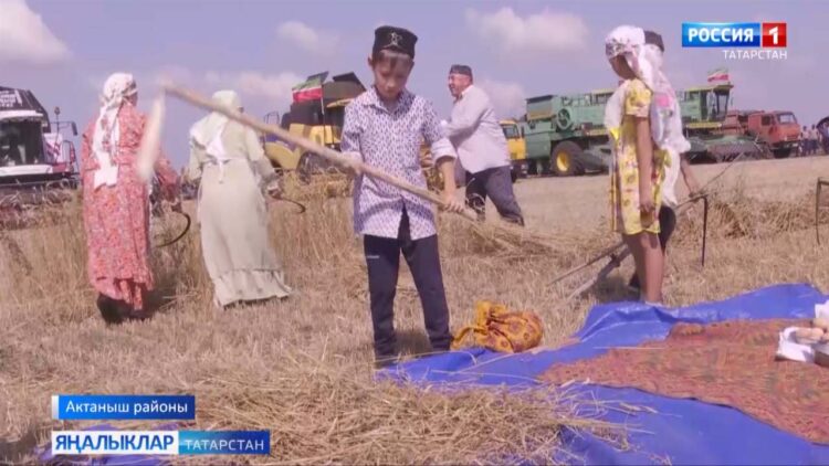 Республика районнарында уңыш мәйданнарының күпчелеген җыйнап алынды
