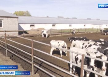 Сөт чишмәләре саекмас