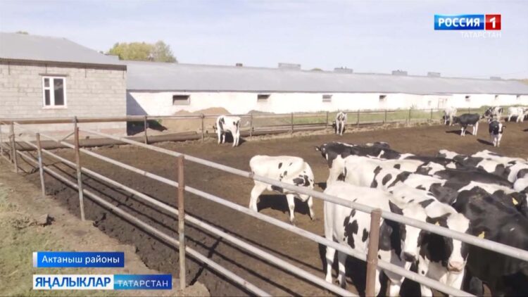 Сөт чишмәләре саекмас