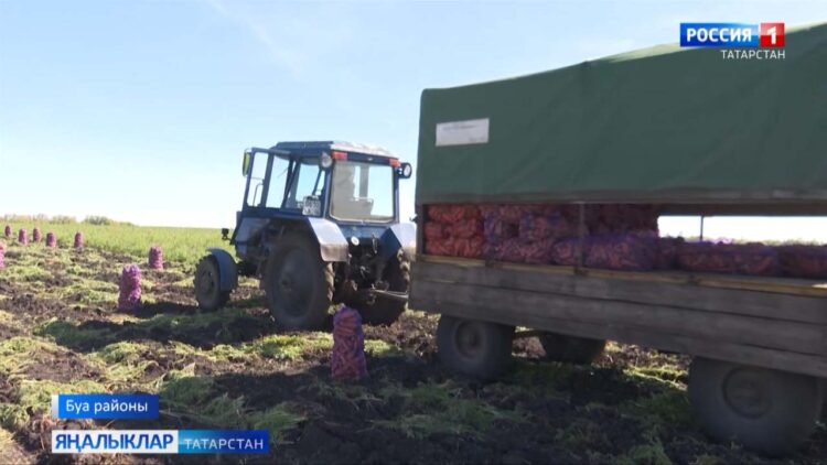 Кишер кушаматлы Аксу авылы кырларында яшелчә өлгерде