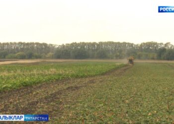 Коры елның татлы чөгендере