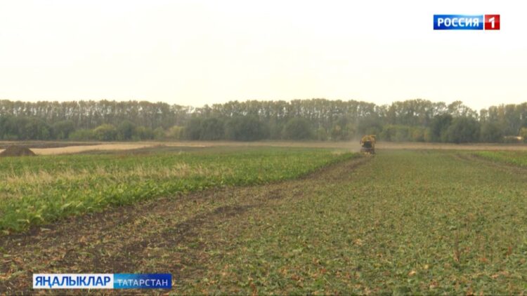 Коры елның татлы чөгендере