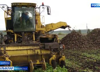 Республика аграрийлары шикәр чөгендере чәчү белән мәшгуль