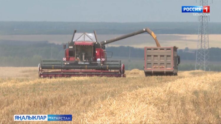 Авыр елның мул уңышы