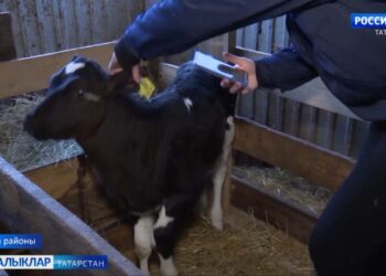 Шәхси хуҗалыкларда терлекләрне чиплаштыру дәвам итә