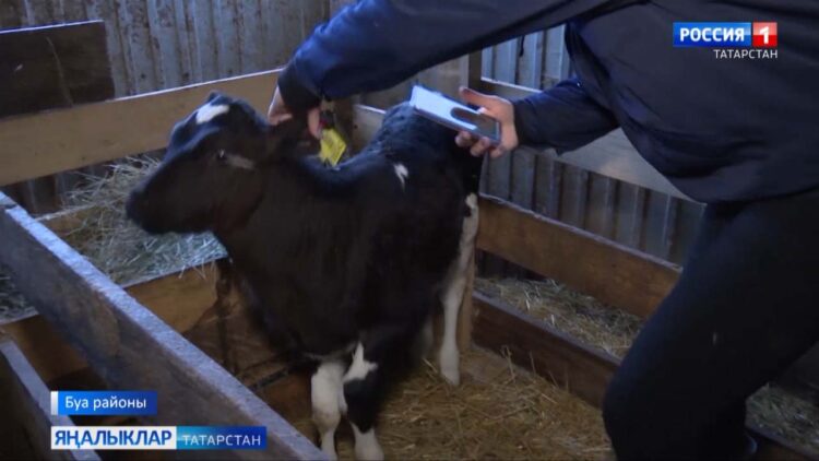 Шәхси хуҗалыкларда терлекләрне чиплаштыру дәвам итә