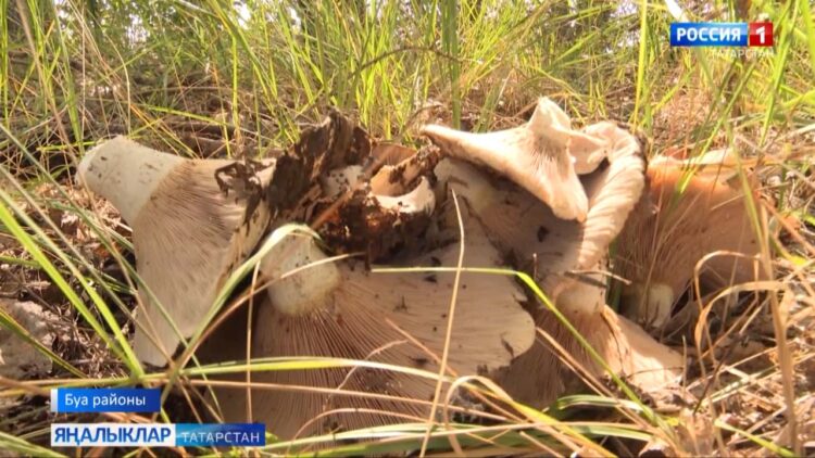 Гөмбәчеләр “тыныч ау”га чыкты