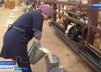 Кукмараның сөтле сыерлары