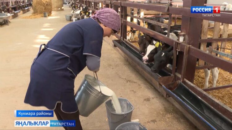 Кукмараның сөтле сыерлары