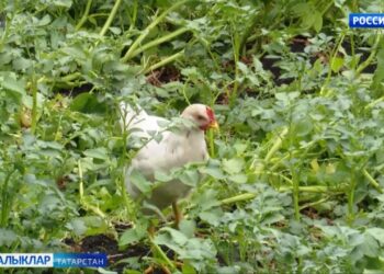 Маллар иминлеге хакына