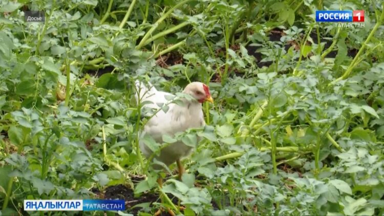 Маллар иминлеге хакына