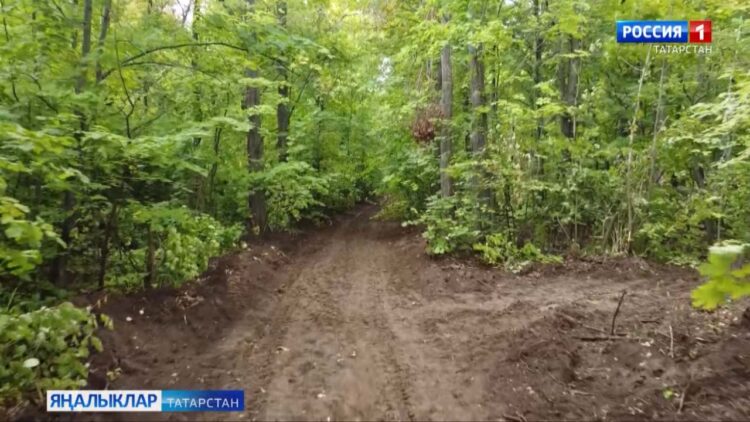 Татарстанда “Урманны саклыйк” бөтенроссия акциясе оештырыла