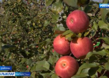 Буа алмалары…