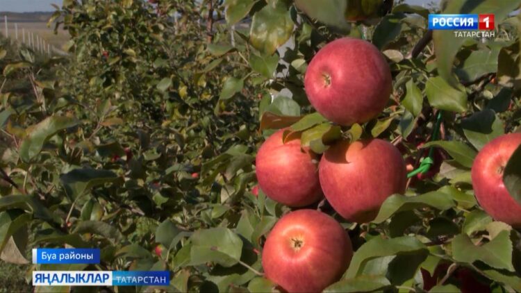 Буа алмалары…