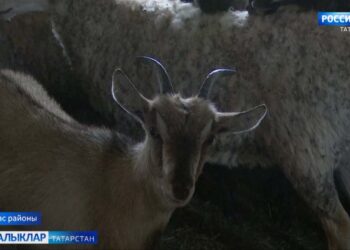 Алка тактым… атыма