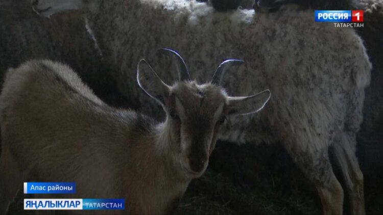 Алка тактым… атыма