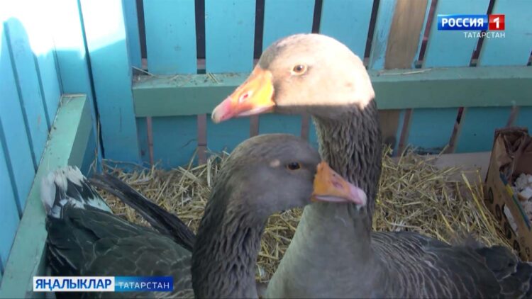 Иң матур йолаларның берсе — каз өмәсе