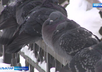 Бу атнада 34 градуска кадәр салкын булуы мөмкин