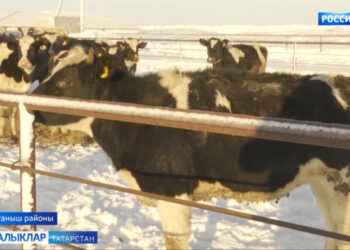 Актанышлар сөтнең тәмен белә