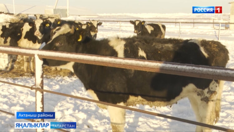 Актанышлар сөтнең тәмен белә