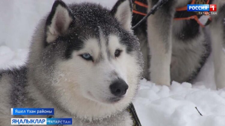 “Карлы борылышлар» ярышы