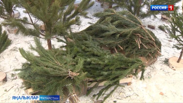 Яңа ел чыршыларын эшкәртүгә кабул итә башлыйлар