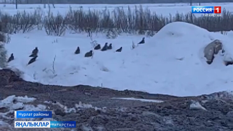 Кайгыртулы җанварлар