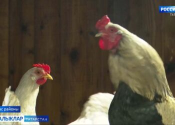 Тәвәккәлләргә мөмкинлекләр җитәрлек