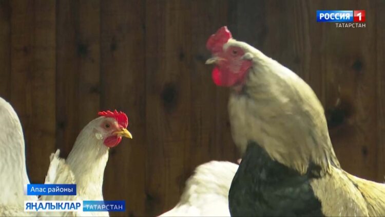 Тәвәккәлләргә мөмкинлекләр җитәрлек