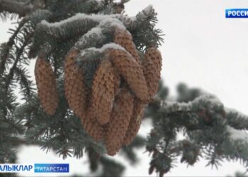 Бүген явым төшемсез һава торышы саклана