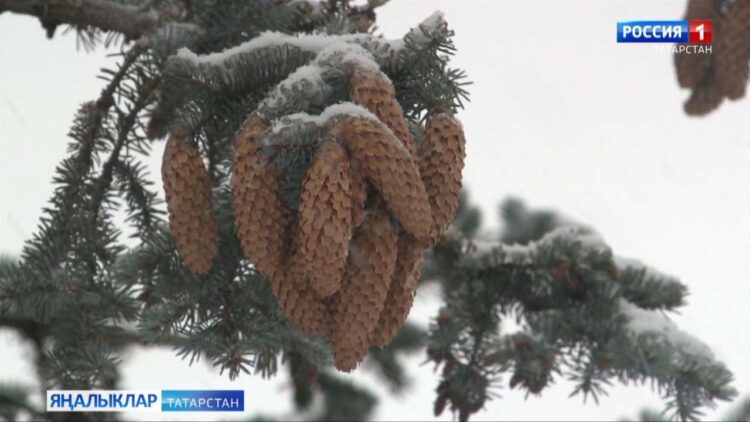 Бүген явым төшемсез һава торышы саклана