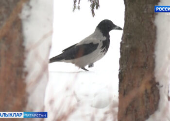 Синоптиклар быелгы февральне тотрыксыз ай дип бәяли
