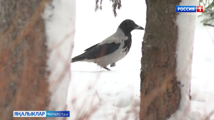 Синоптиклар быелгы февральне тотрыксыз ай дип бәяли