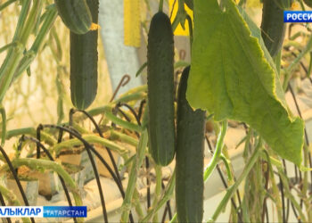 «Авыл сулышы» сәхифәсе