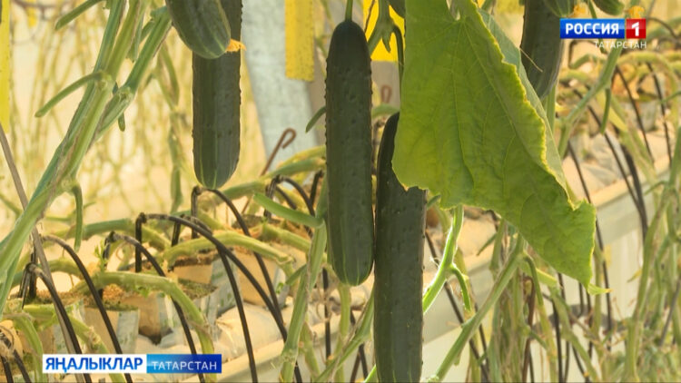 «Авыл сулышы» сәхифәсе