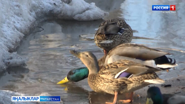 Һава температурасы 6 градуска кадәр җылы