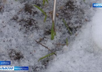 Кар катламы астында уҗымнар ничек кыш чыккан?