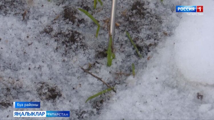 Кар катламы астында уҗымнар ничек кыш чыккан?