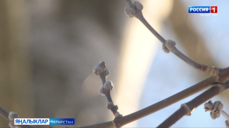 Бу атнада синоптиклар, җәйге җылылык көтелми дип фаразлый