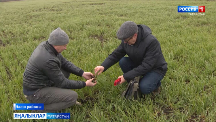 «Авыл сулышы» сәхифәсе