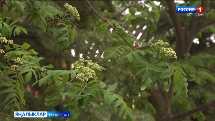 Бүген болытлы һава