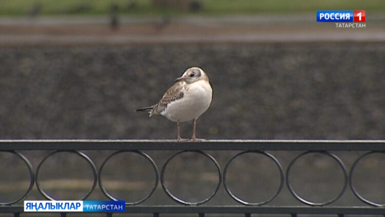 Бүген 7нчы май көнне 1 градустан 6 градуска кадәр җылы булыр дип көтелә