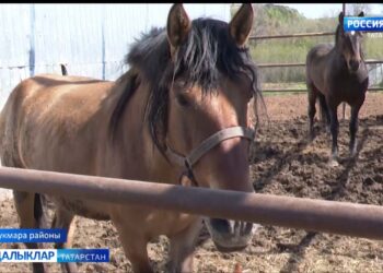 Атлар чаба туган ягымда…