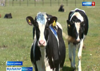 «Авыл сулышы» сәхифәсе (20.06.24)