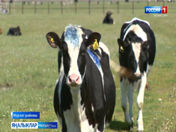 «Авыл сулышы» сәхифәсе (20.06.24)